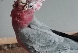 Kakadu różowe 