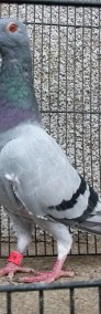 Piękna siwa samica SK 2013 gołąb pocztowy-4