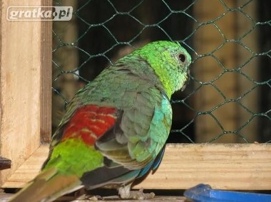 papuga papugi Świergotka seledynowa (Psephotus haematonotus)-1