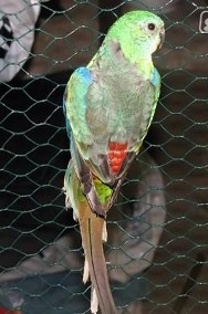 papuga papugi Świergotka seledynowa (Psephotus haematonotus)-2
