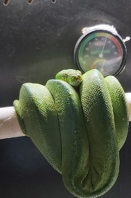 Pyton zielony (Morelia viridis) samiec 2016-2