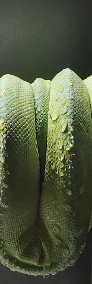 Pyton zielony (Morelia viridis) samiec 2016-4