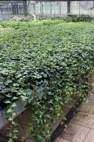  pokrywanie ogrodzeń BLUSZCZEM hedera 70-90cm-2