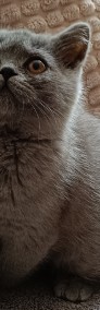 Kot brytyjski krótkowłosy legalna hodowla -4