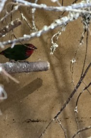 Papuziki czerwonolice para legowa -2