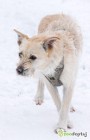 FREDZIO - piękny psiak za kratami schroniska, szuka domu