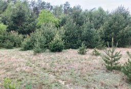 Działka budowlana Pawłowo Skockie, ul. Miodowa