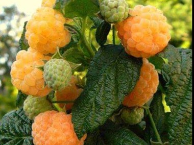 Maliny truskawki porzeczki agrest aronia jagoda-1