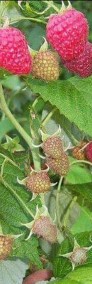 Maliny truskawki porzeczki agrest aronia jagoda-4