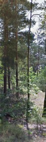 Duża działka leśna (1,23 ha) w Wesołej-4