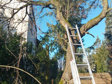 Usługi leśne wycinka drzew Poznań -1