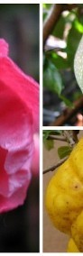 Pigwowiec Polska cytryna piękny kwiat-4