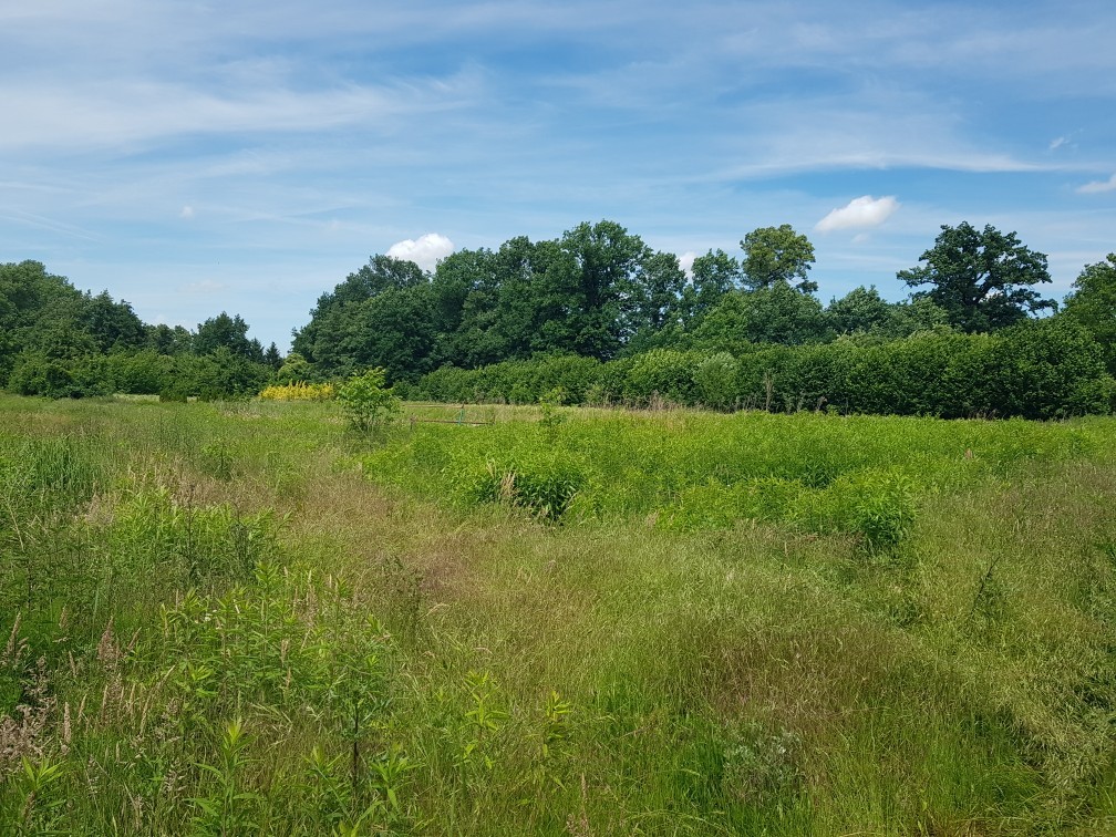 Działki budowlane Strzegom - Widok 4