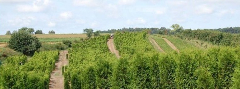 TUJA BRABANT THUJA BRABANT 250-270CM! DOSTAWA GRATIS-1