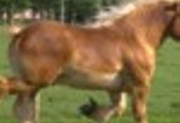Ukraina.Ciezkie konie wlodzimierskie o duzej masie ciala w cenie zywca 3 zl/kg.