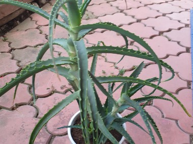 Aloes drzewiasty 4 letni piekna roślina lecznicza-1