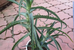 Aloes drzewiasty 4 letni piekna roślina lecznicza