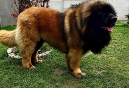 zczeniaki rasy Leonberger piesek/suczka po Inter Champion i Champion Polski