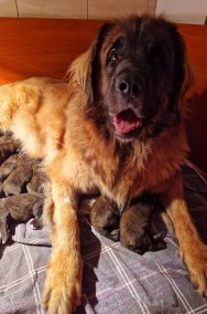 zczeniaki rasy Leonberger piesek/suczka po Inter Champion i Champion Polski-2