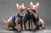 Sphynx & Sfinks / Nowy Miot Sphynx • Sfinks (szylkret, czarny, niebieski rudy)