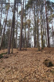 Nowa Niższa Cena Działka Leśna, Las Bondyrz 1,2 ha-2