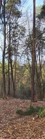 Nowa Niższa Cena Działka Leśna, Las Bondyrz 1,2 ha-3
