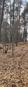 Nowa Niższa Cena Działka Leśna, Las Bondyrz 1,2 ha-4