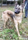 HOPE - delikatna sunia w typie owczarka belgijskiego, ADOPTU