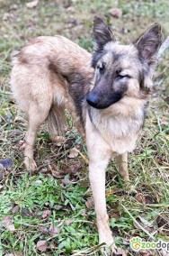 HOPE - delikatna sunia w typie owczarka belgijskiego, ADOPTU-2