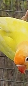 Nierozłąączki fischer młode łątwo się oswajają jak i dojrzałe na lęgi papuga -4