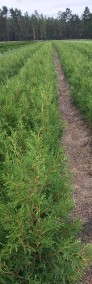 TUJA BRABANT 70-100CM! THUJA BRABANT 70-100CM! - SADZONKA DOSTAWA GRATIS -4