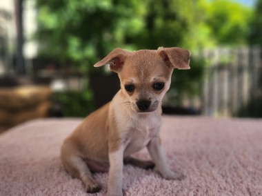 Chihuahua biszkoptowy piesek-2
