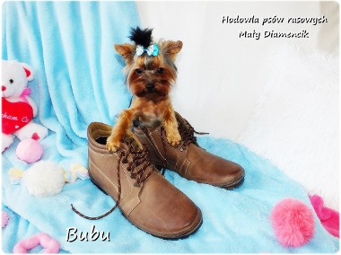 ULTRA Mini XXS! Yorkshire Terrier malutki York 6-mcy Rodowód i wyprawka-1