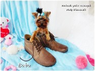 ULTRA Mini XXS! Yorkshire Terrier malutki York 6-mcy Rodowód i wyprawka