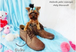 ULTRA Mini XXS! Yorkshire Terrier malutki York 6-mcy Rodowód i wyprawka