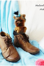 ULTRA Mini XXS! Yorkshire Terrier malutki York 6-mcy Rodowód i wyprawka-2