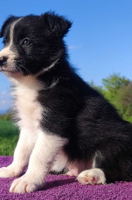 Rasowy - Border Collie - Piękny Pies Dingo z dok. Hodowlaną-2