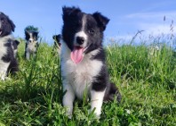Rasowy - Border Collie - Piękny Pies Dingo z dok. Hodowlaną