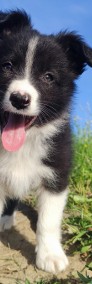 Rasowy - Border Collie - Piękny Pies Dingo z dok. Hodowlaną-3