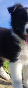 Rasowy - Border Collie - Piękny Pies Dingo z dok. Hodowlaną-4