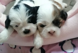 Pieski Shih Tzu z rodowodem