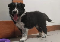 BORDER COLLIE rasowy szczeniak z hodowli, pełna dok. hodowlana