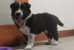 BORDER COLLIE rasowy szczeniak z hodowli, pełna dok. hodowlana