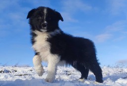 BORDER COLLIE rasowy szczeniak z hodowli, pełna dok. hodowlana