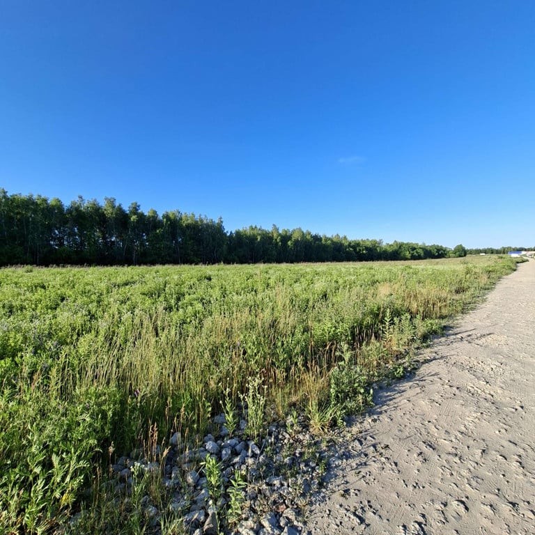 Mileszki. Kształtna działka w otoczeniu nowych domów - Widok 4