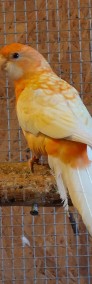 Rozela królewska albinooranż samce 22r-3
