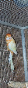 Rozela królewska albinooranż samce 22r-4