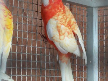 Rozela królewska albinooranż samce 22r-1