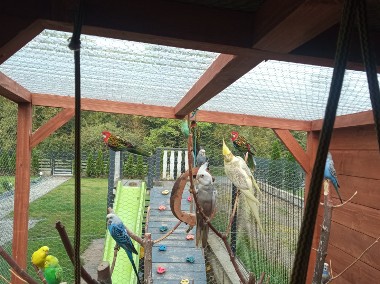 Papuga rozela białolica sprzedam 3 sztuki 1 samiec i 2 samice mają 2 miesiące -1