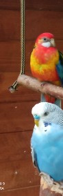 Papuga rozela białolica sprzedam 3 sztuki 1 samiec i 2 samice mają 2 miesiące -3